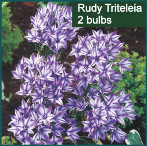 Rudy Triteleia 2 bulbs