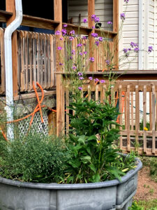 Tall purple phlox, Garden 6