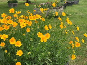 Yellow Garden 4 coreopsis grandiflora