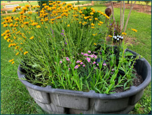 Yellow Garden 4 coreopsis grandiflora and small bright pink carnations May 25 2025