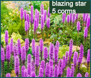 blazing star 5 corms
