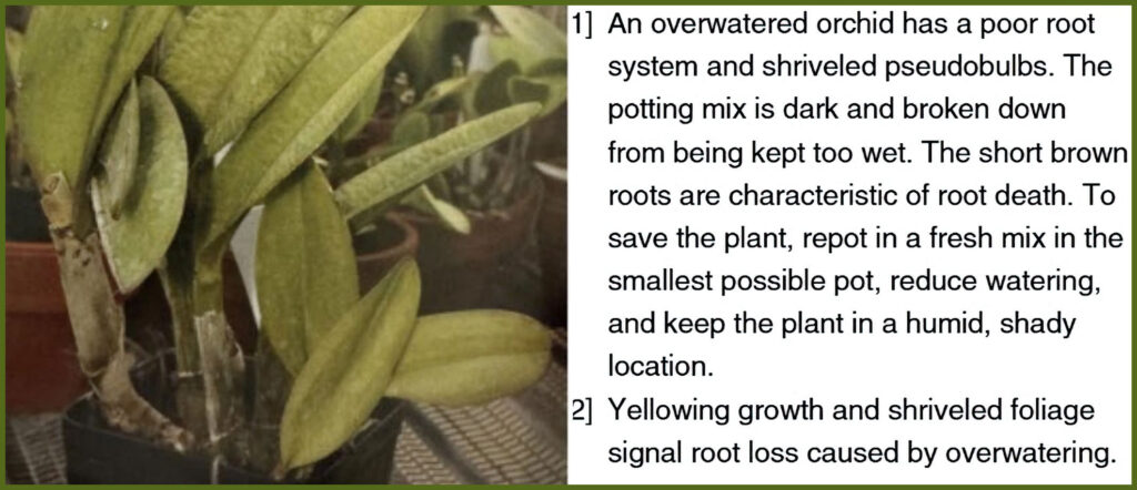 overwatering orchids