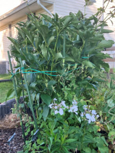 tall white peony behind low white phlox May 16th.