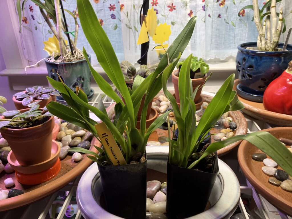 Twinkle blooms Jan 2025