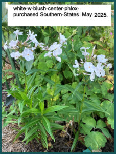 closeup white phlox w blush center