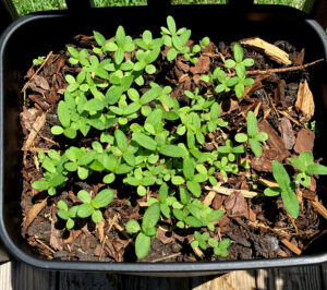 2 tall trash cans of seedlings (started early June) shown June 26 2025