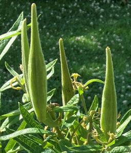 Asclepias seed pods July 2025 002