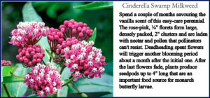 Is this in our garden?  Cinderella Asclepias milkweed Brecks