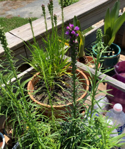 Liatris - Blazing Star 3rd yard shown June 26 2025