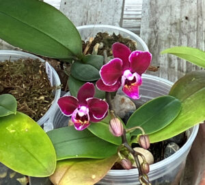 Orchid blooming lower shelf of wood cart June 26 2025