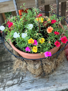Portulaca plants from Walmart shown June 29 2025