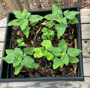 Sunflowers and Chater Hollyhocks June 29 2025