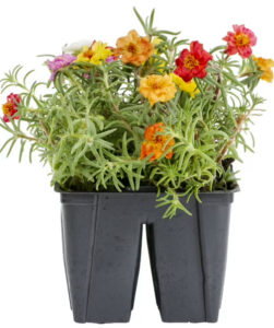 Smaller plastic planter. Growing Portulaca from seeds and young (single stem) plants (purchased June 7 from Walmart).