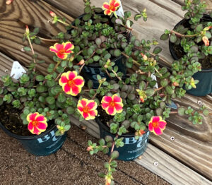 Walmart Red Yellow Star Portulaca, four 1-quarts.  Purchased June 16, 2025 for planting within two of the large ceramic pots  along the blue-stone walkway leading from the front deck down to the driveway.