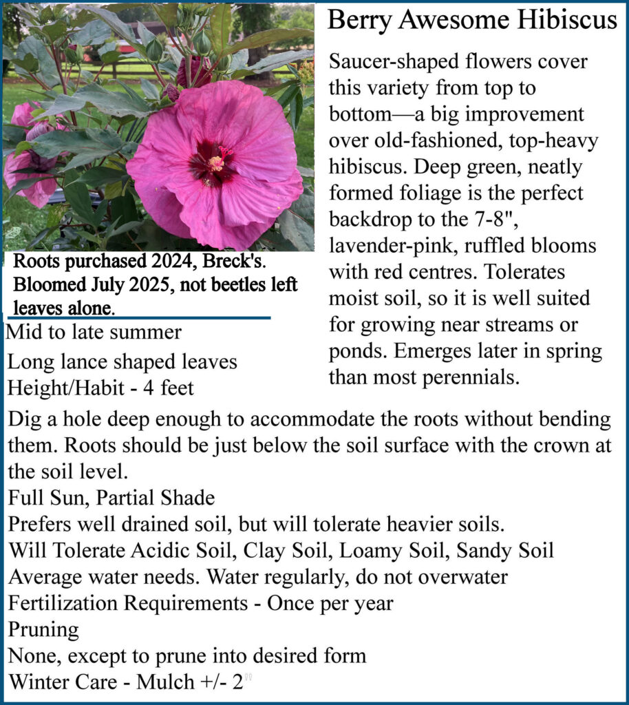 a Berry Awesome Hibiscus 002