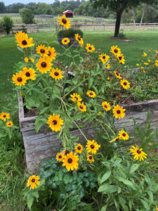 black eyed susans june 26 2025