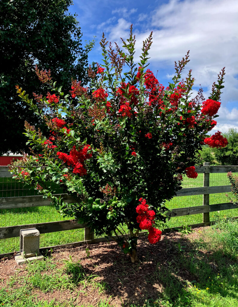 crepe myrtles along fence line July 20 2025