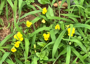 free growing yellow pansies at foot of this water tank