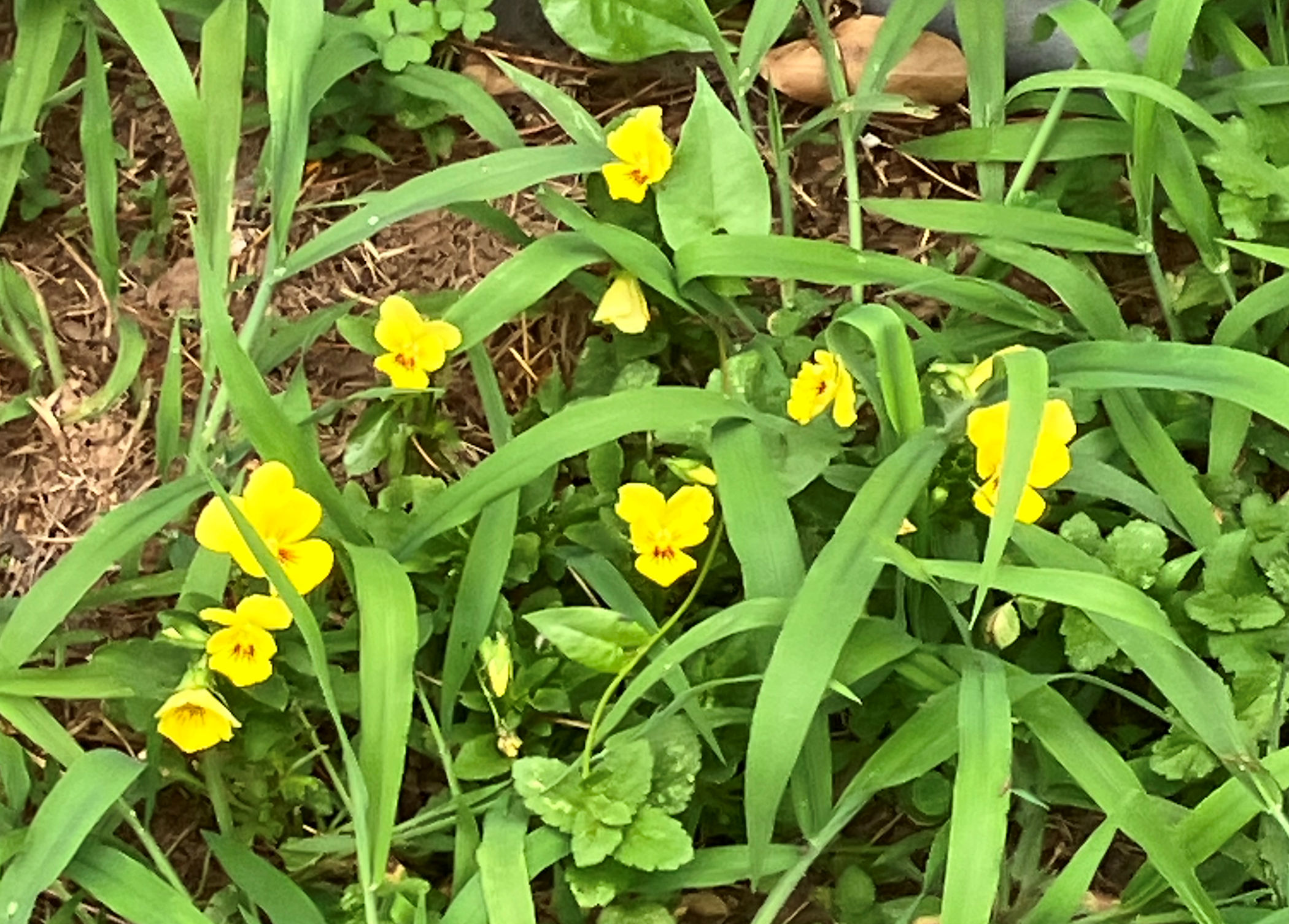 free growing yellow pansies at foot of this water tank