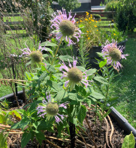 lavender milkweed July 14 2025