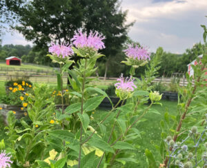 lavender milkweed June 26 2025