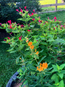 orange and four o clocks June 26 2025