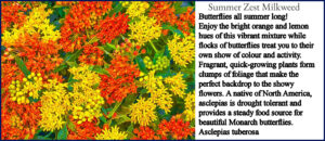 Is this in our garden?  Orange and yellow Asclepias milkweed Brecks