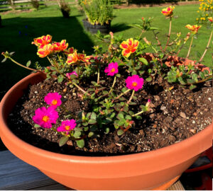 portulaca plants from Walmart on back deck June 26 2025