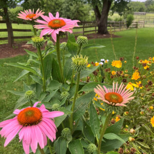 tall pink daisies June 26 2025