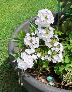 white phlox w blush center reblooming July 2025