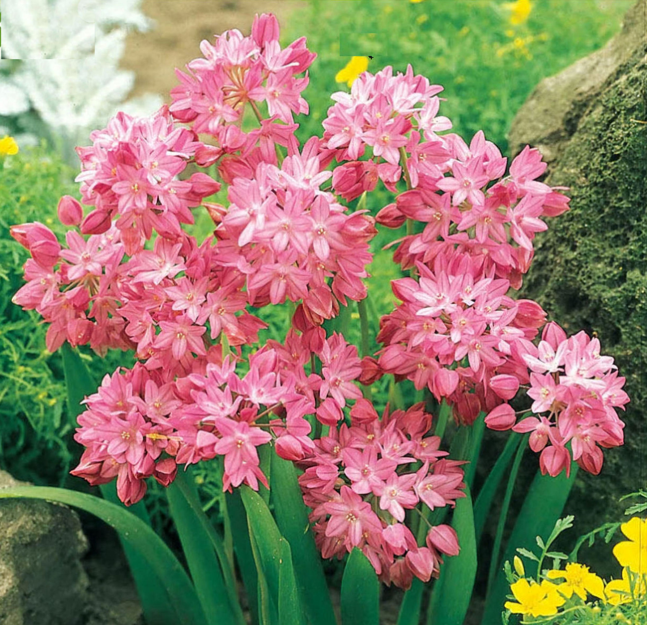 Alpine Rosy Bells bulbs