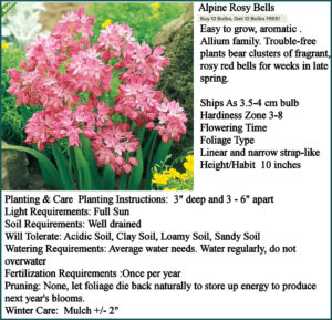 Alpine Rosy Bells bulbs