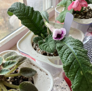 Bristol’s Indigo Eyes repotted into 3-inch self watering plastic pot Aug 13, 2025.