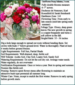 Cut-Flower Peony Mixture