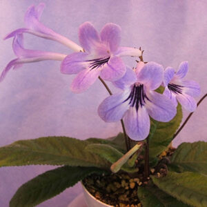 Fernwood's Silhouette, AV Light lavender-blue blooms with dark purple veining in throat. Good blooming miniature. 