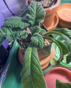 Peppermint Aug 13, 2025.