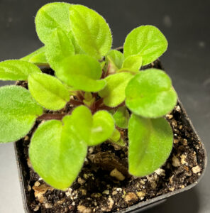 Pink Mint, Trailing AV.