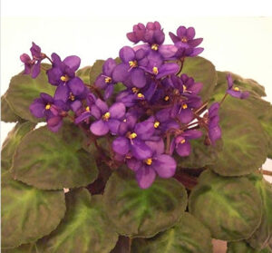 S brevipilosa #10