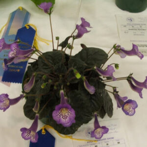 Sinningia Flair Purple upper throat and lobes, white and purple lower lobes. Lower throat is deep yellow/big purple spot. Dark green, miniature foliage.