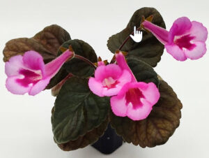 Sinningia Pirate's Devil Sweet Medium lilac blooms with lighter lower lobes and dark purple throat. Medium dark foliage. Very striking miniature from Taiwan.