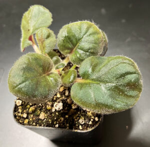  Sinningia Fu's Lady Rain