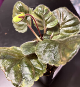 Sinningia Pirate's Devil Sweet