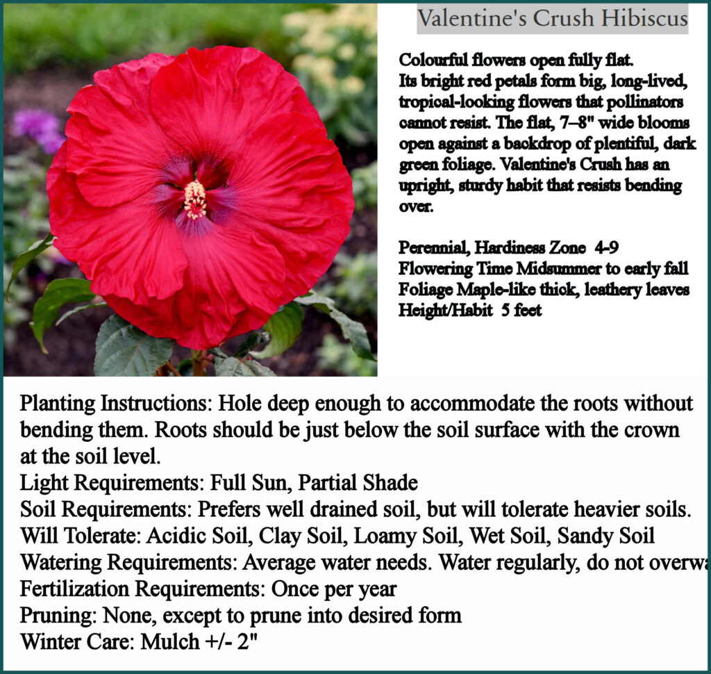 Valentine's Crush Hibiscus