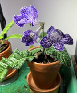 Frazzle Dazzle. Aug 25, 2025.