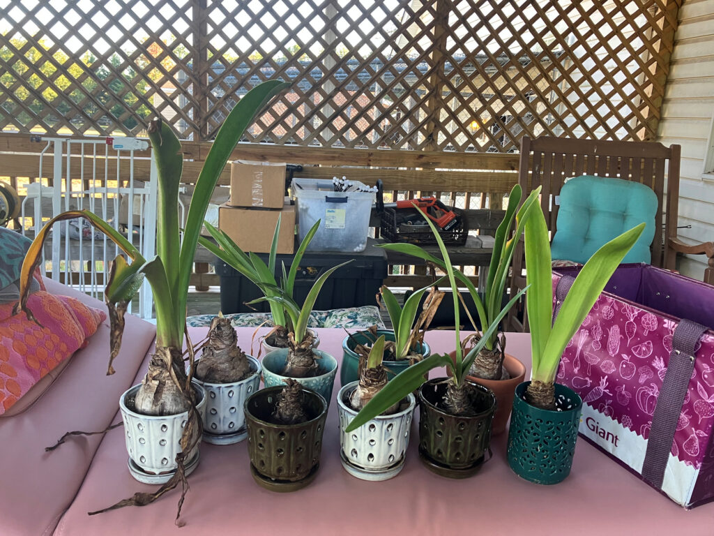 Amaryllis Oct 2025