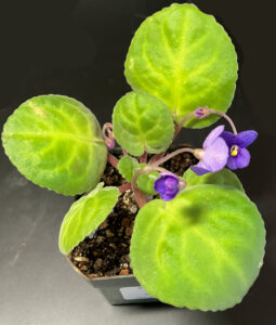 S brevipilosa #10, AV Species. Received Sept 5, 2025. Flowers removed to increase root and leaf development.