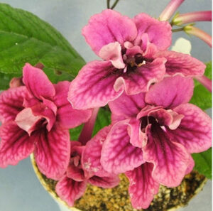 Bristol's Jail Bait purchased Nov 18 2025