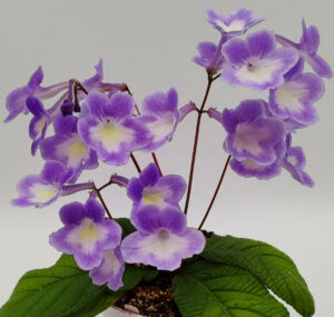 Bristol's Spring Clouds purchased Nov 18 2025