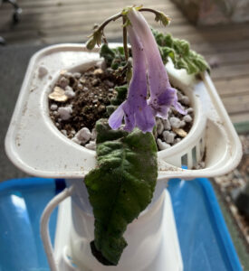 Fernwood Oct 15, 2025.