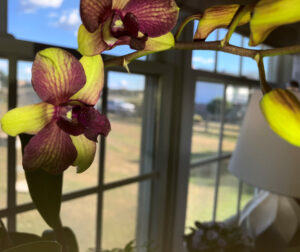 Flowers of King Den Orchid wired onto bark, Sept 1 2025